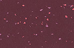 G3669